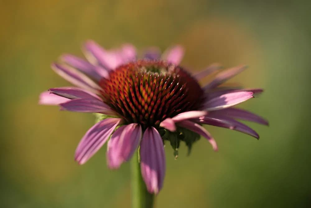 Třapatkovka - Echinacea: název pochází z  řeckého slova echinos neboli ,,ježek“. Pažitka pobřežní - Allium schoenoprasum: oblíbená naťová zelenina a bylinka, i květy mají výbornou chuť a ladí oku.