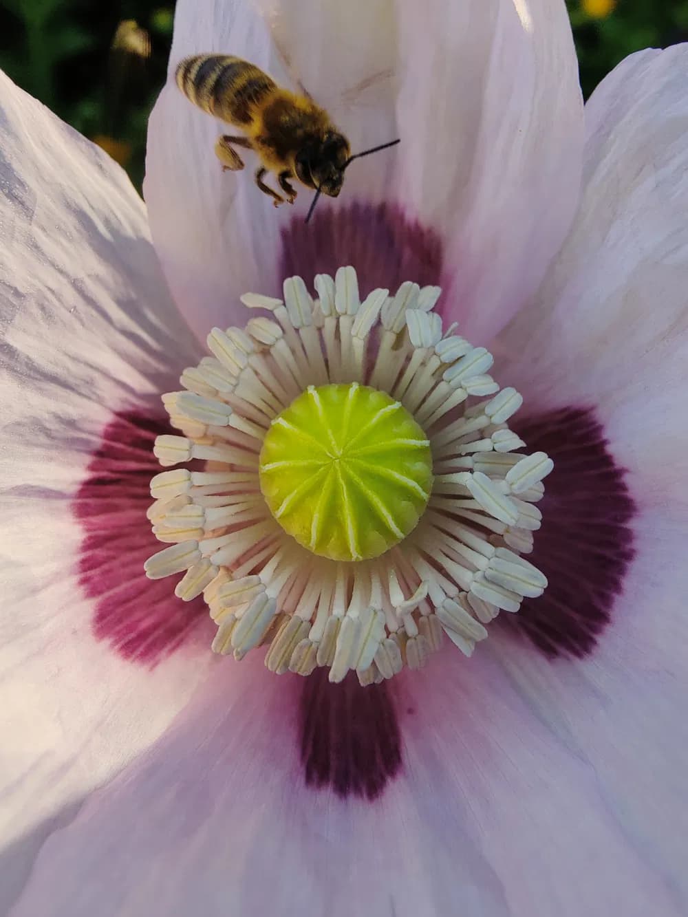 Slunéčko sedmitečné - Coccinella septempunctata: lidově beruška, skvělý pomocník v boji  proti mšicím a červcům. Včela - Apis: užitečné jsou nejen včely medonosné, ale i  včely samotářky, kterých je jen na území ČR a Slovenska na 609 druhů.