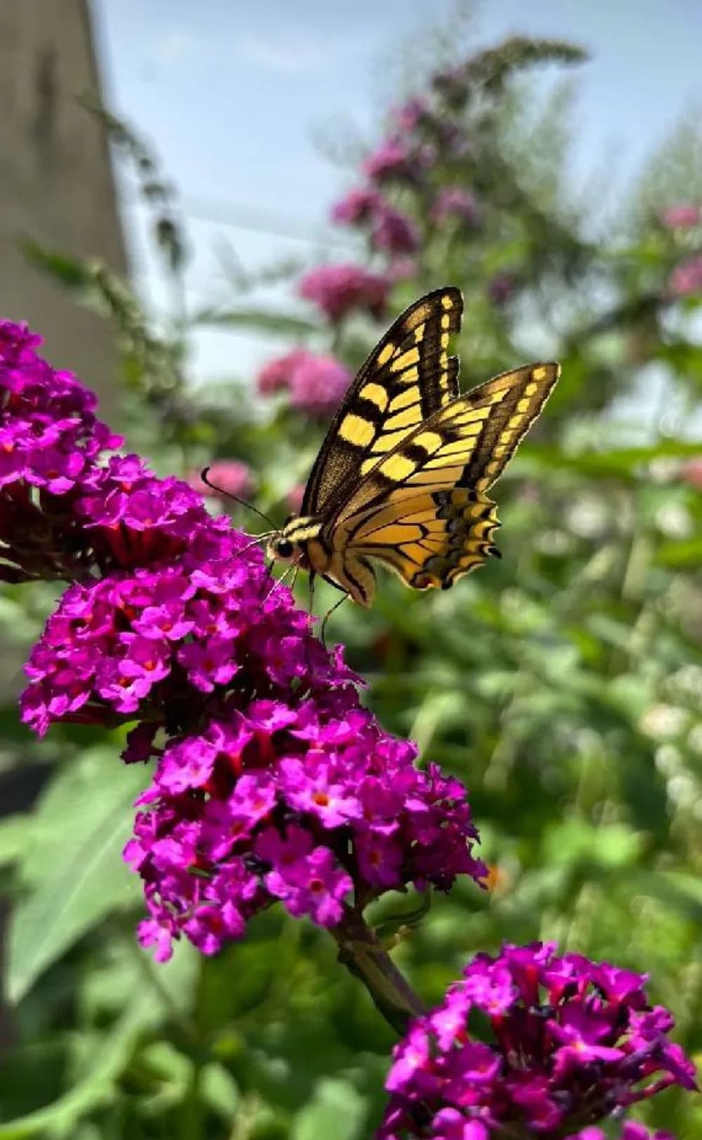 Dlouhozobka svízelová - Macroglossum stellatarum: noční motýl, který ovšem rád létá i přes den a vypadá jako kolibřík. Otakárek fenyklový - Papilio machaon: v ČR zvláště chráněný druh s rozpětím křídel 7-9 cm.