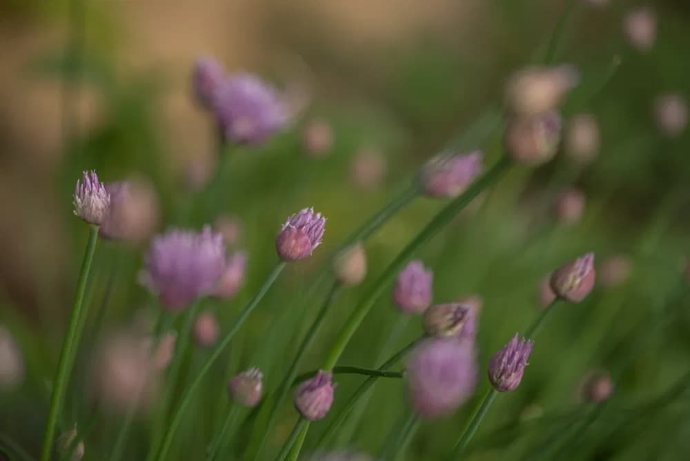 Třapatkovka - Echinacea: název pochází z  řeckého slova echinos neboli ,,ježek“. Pažitka pobřežní - Allium schoenoprasum: oblíbená naťová zelenina a bylinka, i květy mají výbornou chuť a ladí oku.