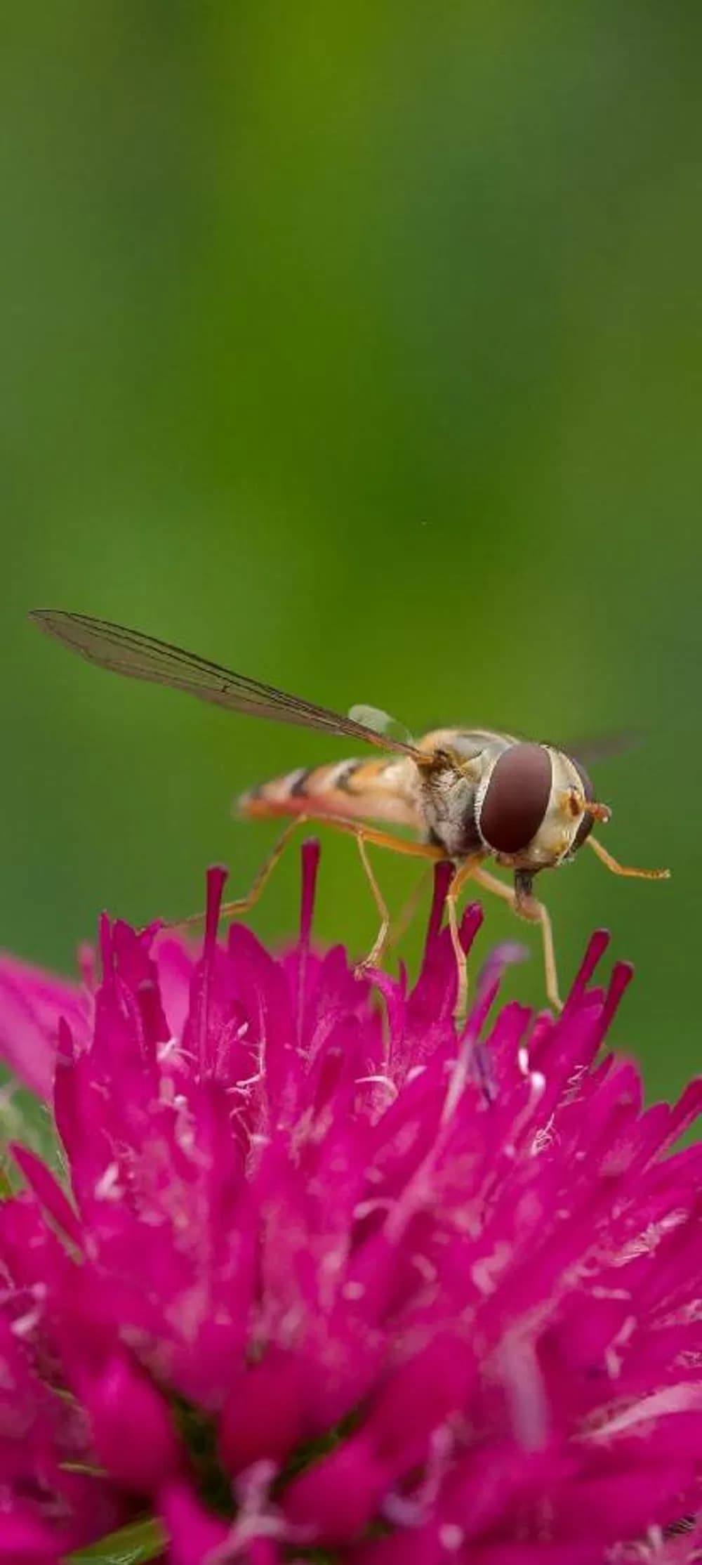 Čmelák - Bombus: čmeláci  patří mezi společenský hmyz, který vytváří kolonie o několika desítkách až stovkách jedinců. Pestřenka - Episyrphus: velmi užitečný hmyz hubící mnoho škůdců.