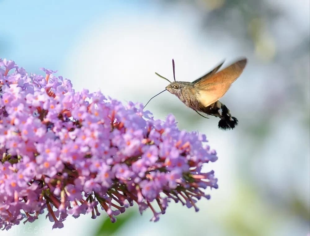 Dlouhozobka svízelová - Macroglossum stellatarum: noční motýl, který ovšem rád létá i přes den a vypadá jako kolibřík. Otakárek fenyklový - Papilio machaon: v ČR zvláště chráněný druh s rozpětím křídel 7-9 cm.