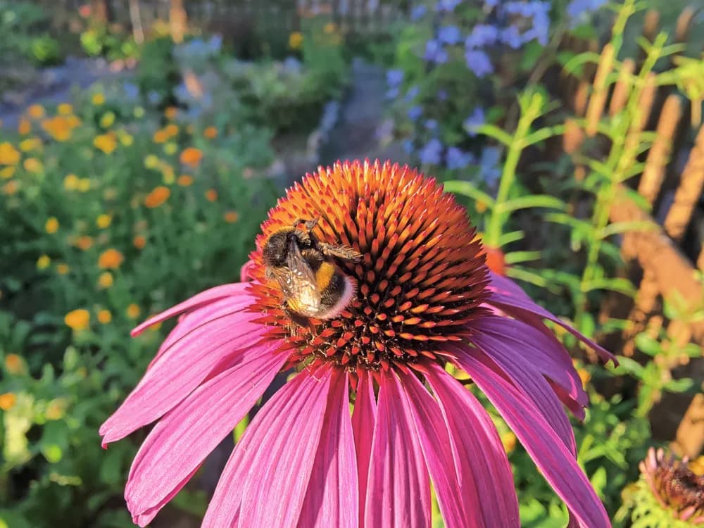 Čmelák - Bombus: čmeláci  patří mezi společenský hmyz, který vytváří kolonie o několika desítkách až stovkách jedinců. Pestřenka - Episyrphus: velmi užitečný hmyz hubící mnoho škůdců.