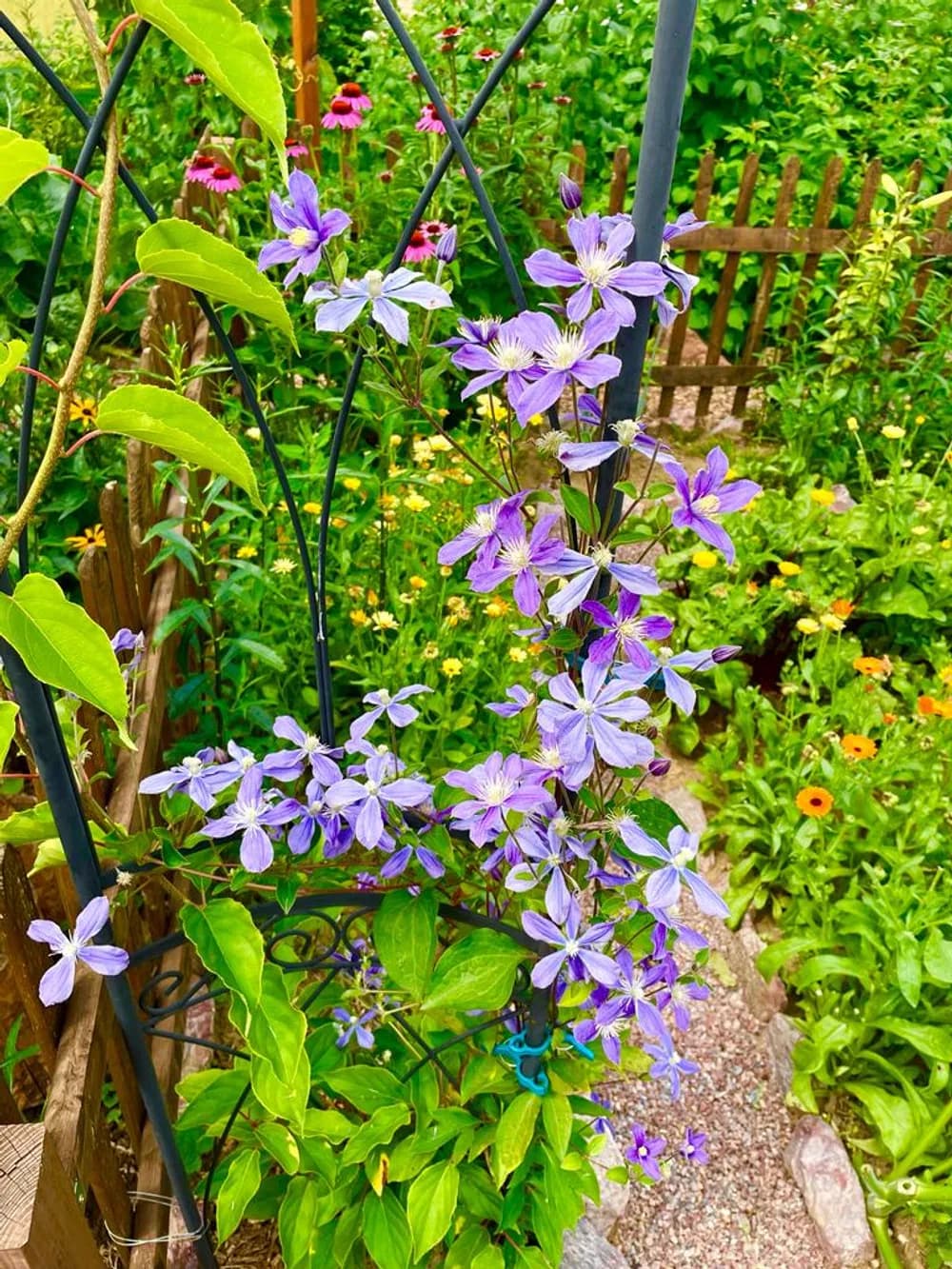 Plamének - Clematis: vyhovuje mu  celodenně slunné stanoviště, ,,nohy“ však má rád ve stínu. Třapatkovka - Echinacea: významná medonosná léčivka, která je velmi nenáročnou trvalkou.