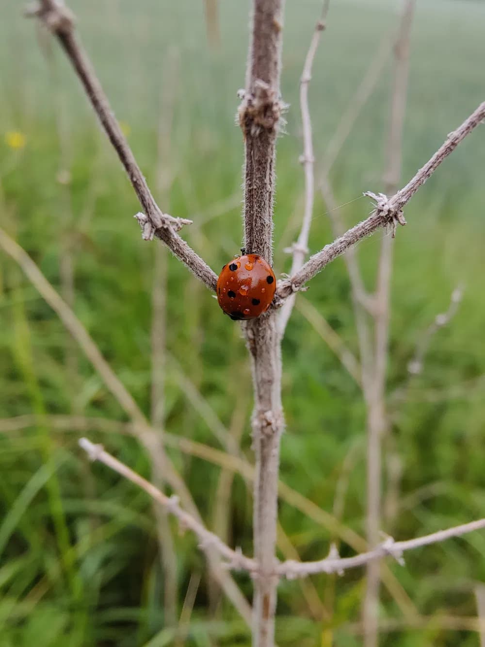 Slunéčko sedmitečné - Coccinella septempunctata: lidově beruška, skvělý pomocník v boji  proti mšicím a červcům. Včela - Apis: užitečné jsou nejen včely medonosné, ale i  včely samotářky, kterých je jen na území ČR a Slovenska na 609 druhů.