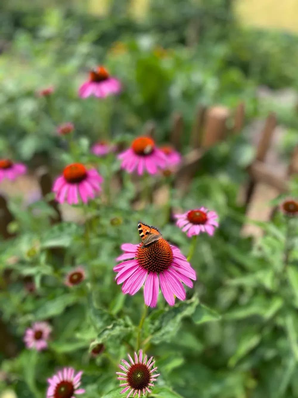 Plamének - Clematis: vyhovuje mu  celodenně slunné stanoviště, ,,nohy“ však má rád ve stínu. Třapatkovka - Echinacea: významná medonosná léčivka, která je velmi nenáročnou trvalkou.