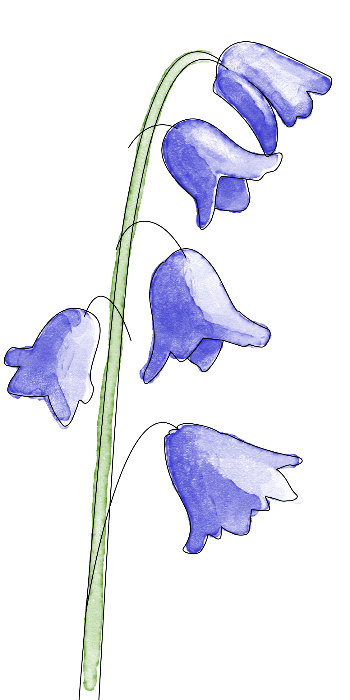 Flower image